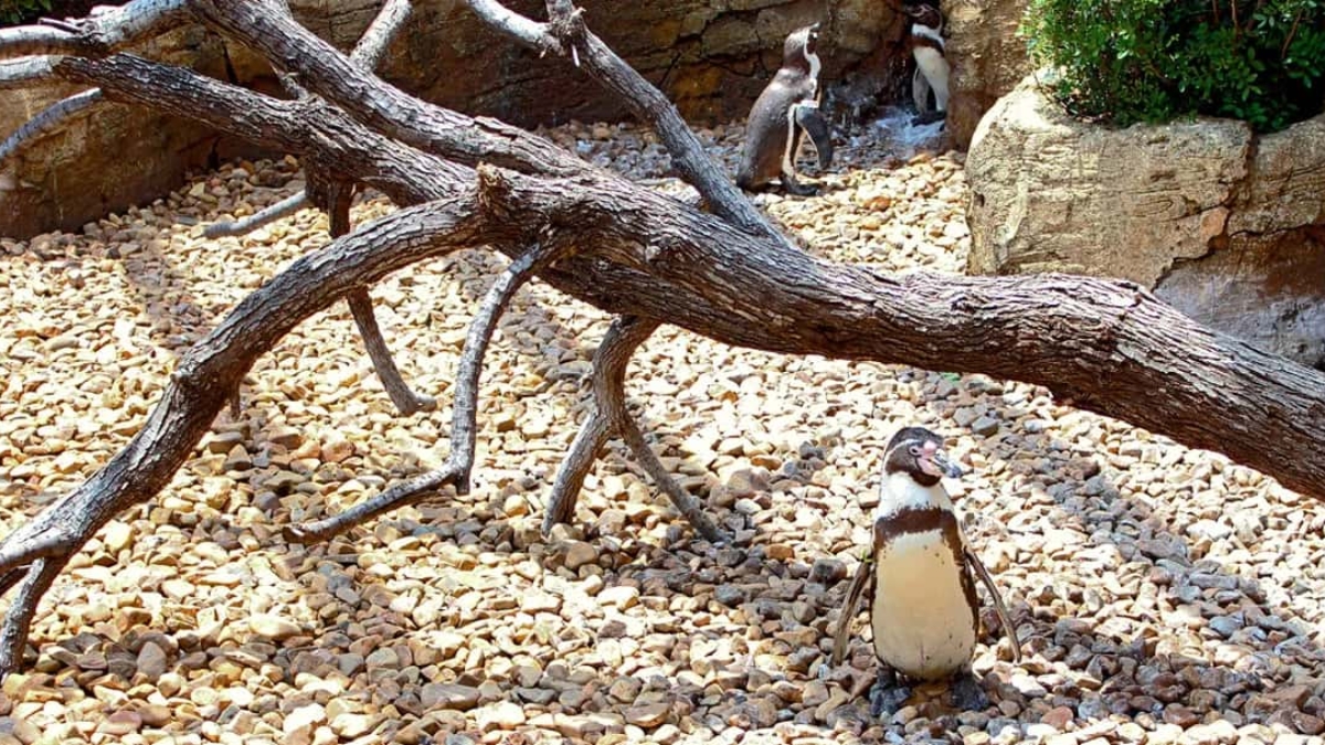 decoracion-jardines-oceanografic (1)