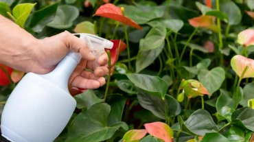 close-up-spraying-plants-with-water-bottle