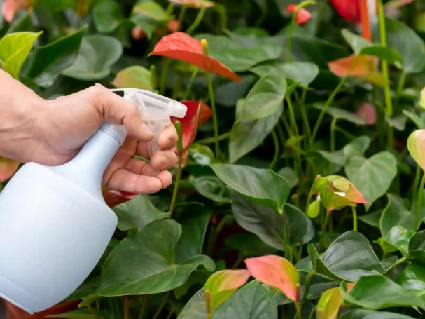 close-up-spraying-plants-with-water-bottle