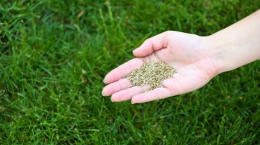 grano-trigo-mano-femenina-sobre-fondo-hierba-verde (1)