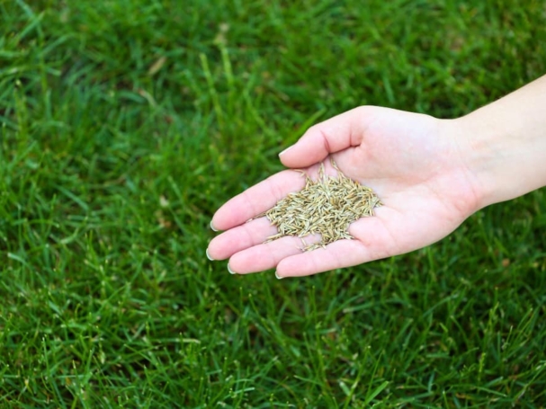 grano-trigo-mano-femenina-sobre-fondo-hierba-verde (1)